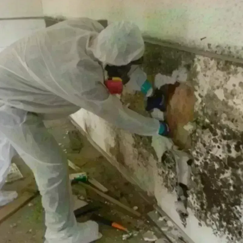 Mold Remediation and Removal in Wolfforth, TX